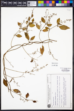 Tassadia obovata image