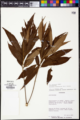 Alstonia longifolia image