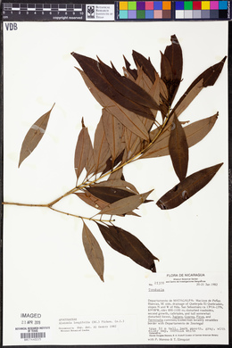 Alstonia longifolia image