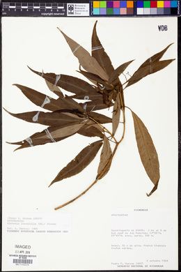 Alstonia longifolia image