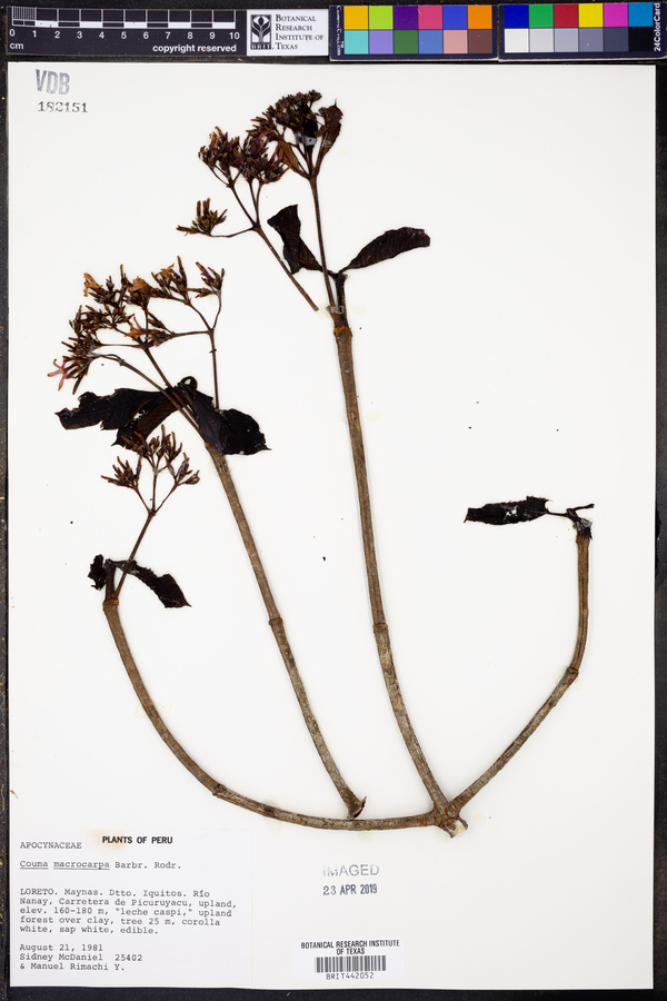 Couma macrocarpa image
