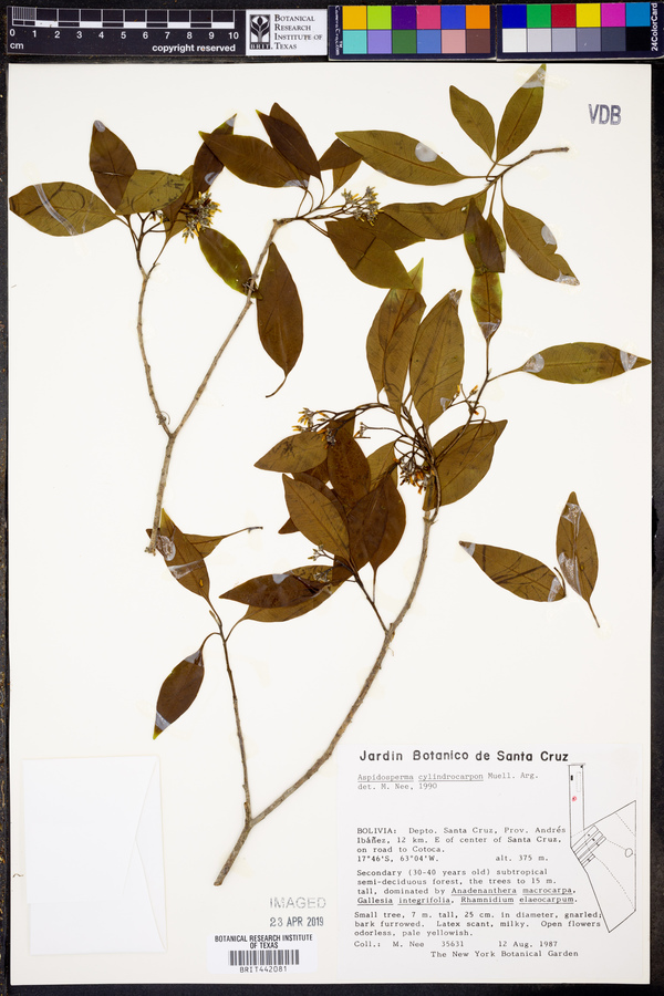 Aspidosperma cylindrocarpon image