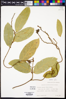 Prestonia concolor image