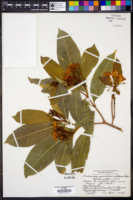 Tabernaemontana arborea image