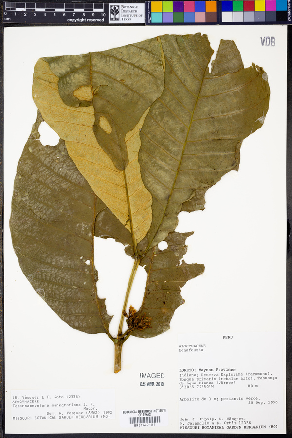 Tabernaemontana markgrafiana image