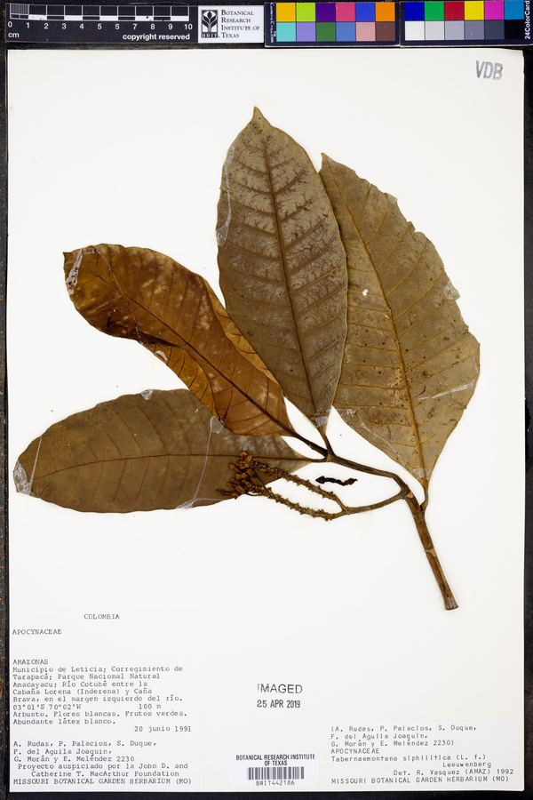 Tabernaemontana siphilitica image
