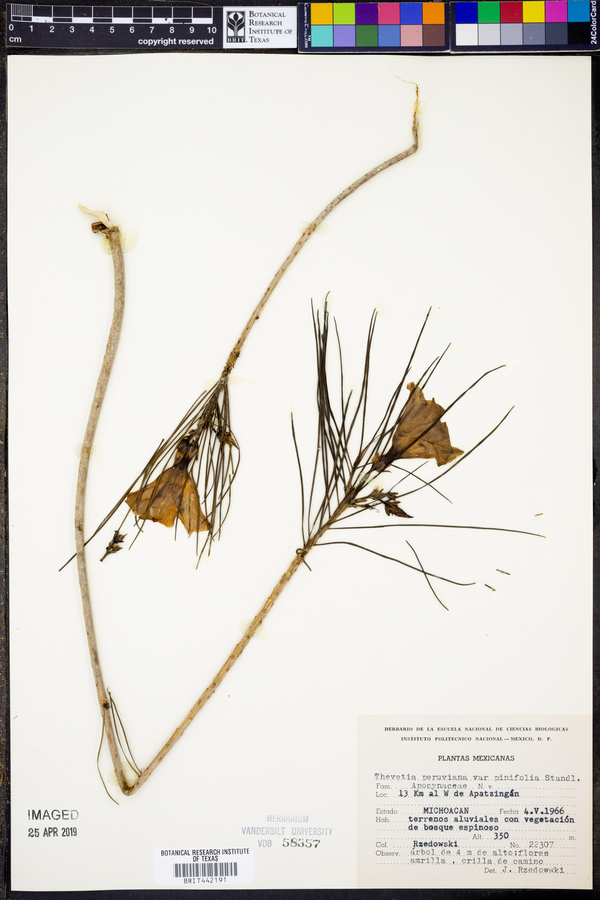 Cascabela pinifolia image