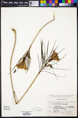 Cascabela pinifolia image