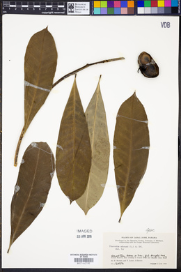 Thevetia ahouai image