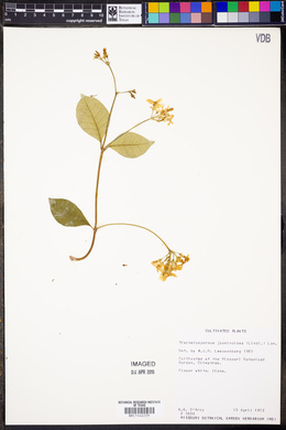 Trachelospermum jasminoides image