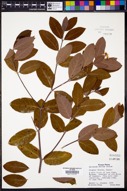 Apocynum × floribundum image