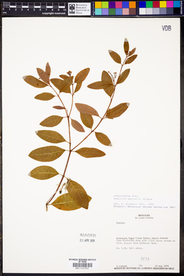 Apocynum × floribundum image