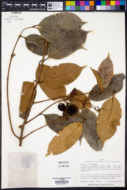 Lacmellea panamensis image