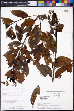 Lacmellea panamensis image