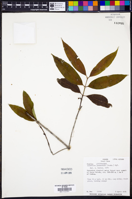 Lacmellea panamensis image