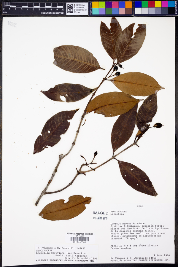 Lacmellea arborescens image