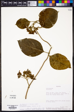 Forsteronia acouci image