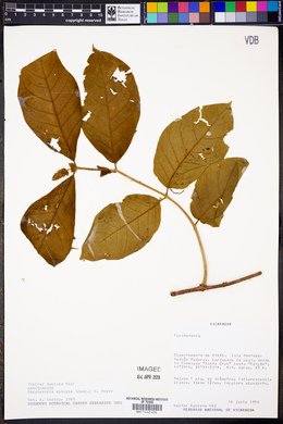 Forsteronia spicata image