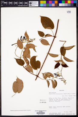 Mandevilla brachyloba image