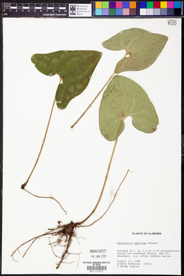 Hexastylis speciosa image