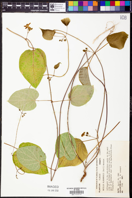 Matelea alabamensis image