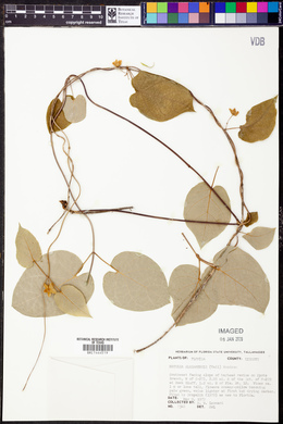 Matelea alabamensis image