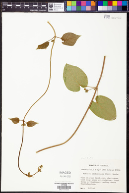 Matelea alabamensis image