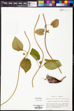 Matelea alabamensis image