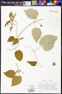 Matelea alabamensis image