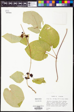 Matelea floridana image