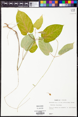 Matelea floridana image