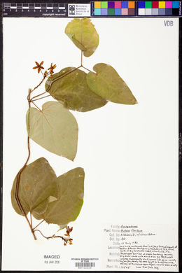 Matelea floridana image