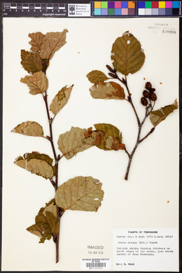 Alnus crispa image