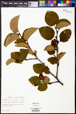 Alnus crispa image