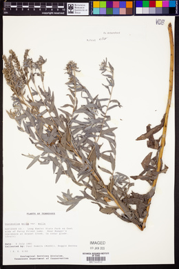 Lithospermum molle image