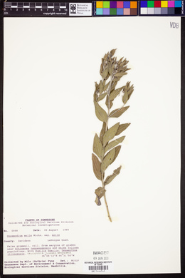 Lithospermum molle image