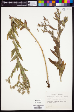 Lithospermum molle image