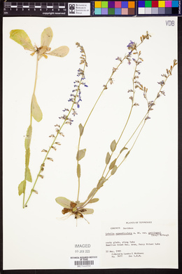 Lobelia appendiculata image