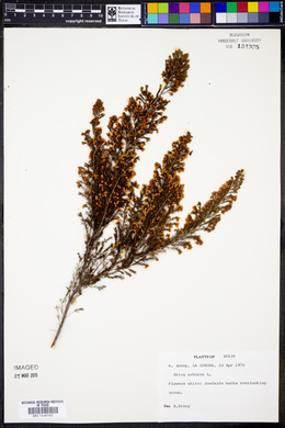 Erica arborea image