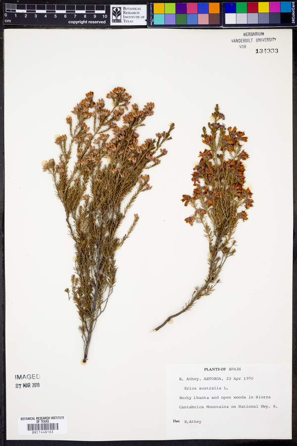 Erica australis image