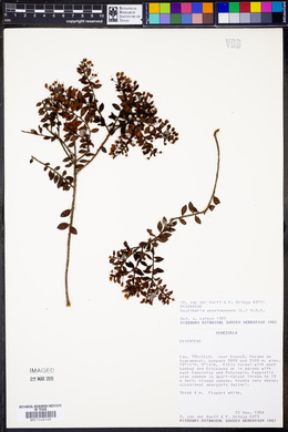 Gaultheria anastomosans image