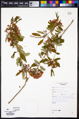 Kalmia angustifolia image