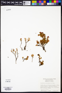 Loiseleuria procumbens image