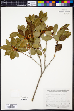 Lyonia squamulosa image