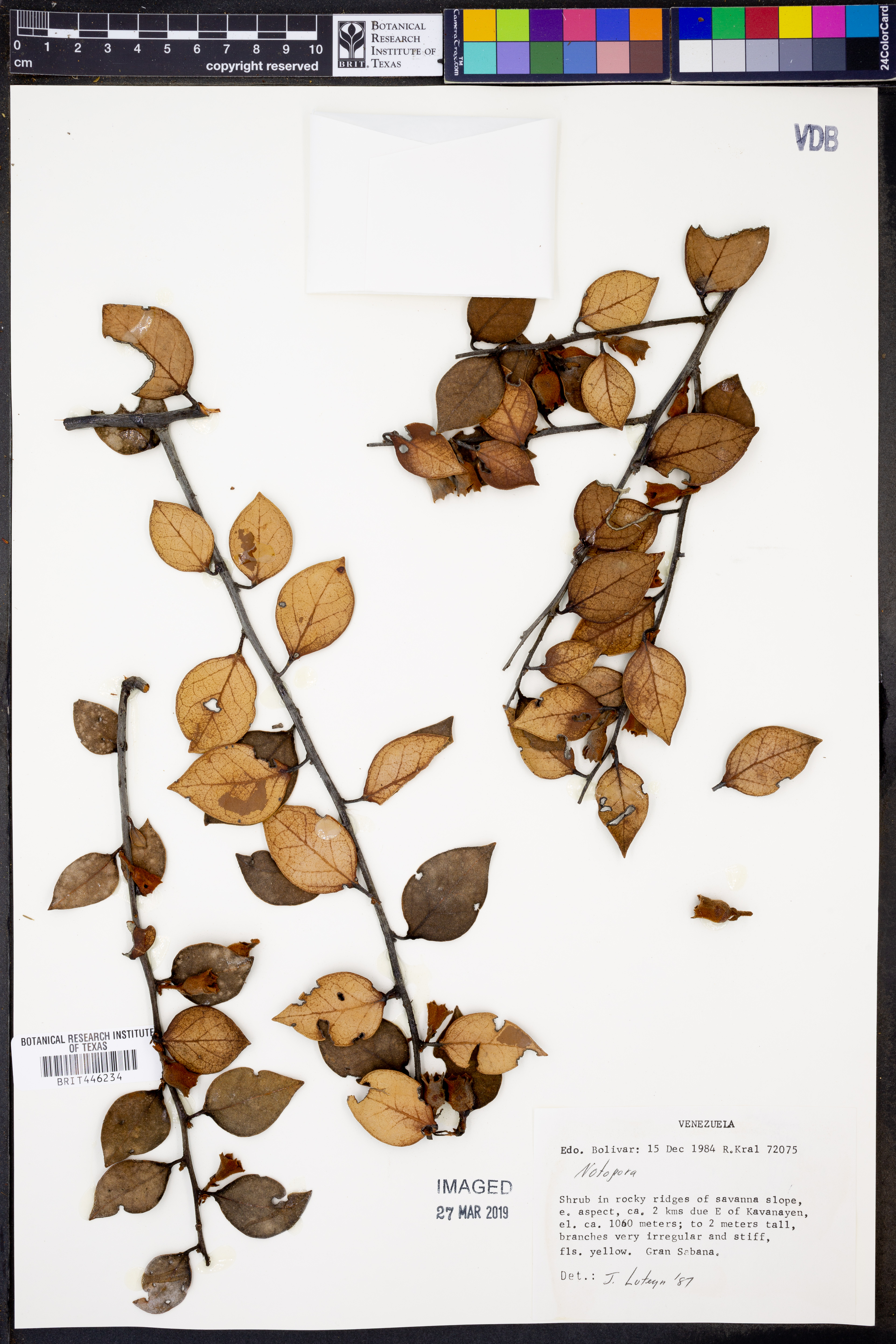 Notopora thumbnail