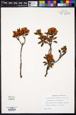 Rhododendron ferrugineum image