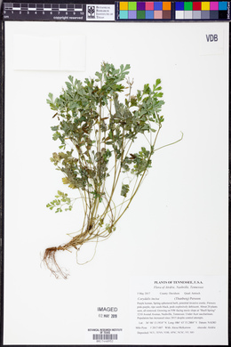 Corydalis incisa image