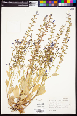 Lobelia gattingeri image