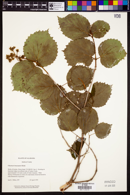 Viburnum bracteatum image