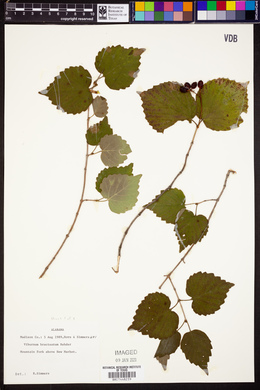 Viburnum bracteatum image